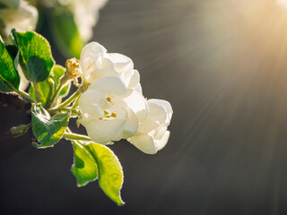 Blooming branch of an apple tree in the sunlight on a dark background. Close-up.