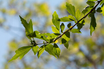 Tree Branch
