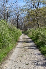 The empty gravel road in the woods of the countryside.