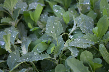 flower, nature, plant, green, flowers, spring, leaf, white, tree, flora, bloom, garden, summer, blossom, branch, fresh, leaves, close-up, bush, natural, grass, closeup, macro, foliage, beautiful
