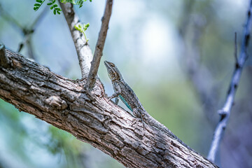 Obraz premium Lizard on a tree