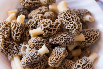 Morchella esculenta, (commonly known as common morel, morel, yellow morel, true morel) 