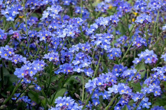 Many small blue Forget-me-not flowers (Myosotis scorpioides)