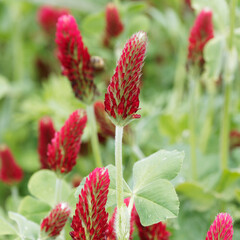Trifolium incarnatum | Inkarnat-Klee oder Blutklee. Gemüsepflanze und Futterpflanze mit hübschen dunkelroten Blüten in Form von Staubwedel