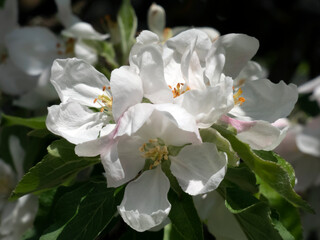 Blossoming apple tree branch with white flowers