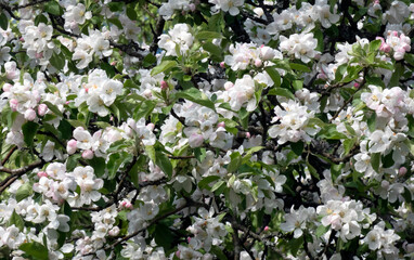 Many flowering branches of apple tree with white flowers, floral background