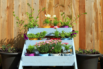 A Selection Of Summer Flowers Blooming In Colourful Pots In A Blue Wooden Tier Planter.