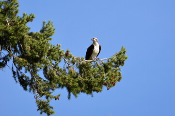 bird of prey perched on spruce branch