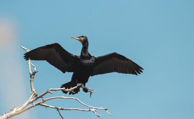 cormorant on a branch dries wings