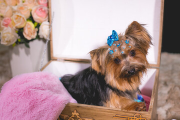 yorkshire docile and affectionate, looks like a teddy bear.
