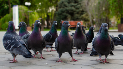 Arrogant birds
