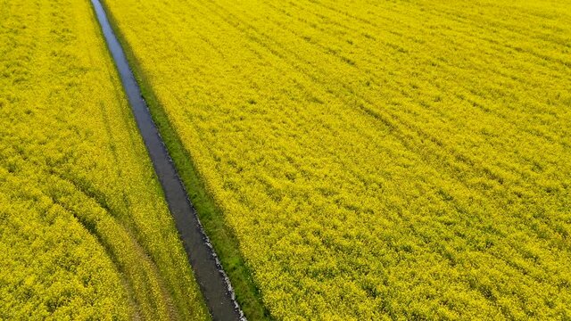 Colorfull tulip flower field from above