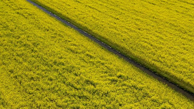 Colorfull tulip flower field from above