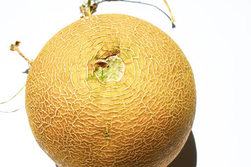 Melon fruit - cantaloupe on a white background, fresh out of the farm, tasty summer fruits