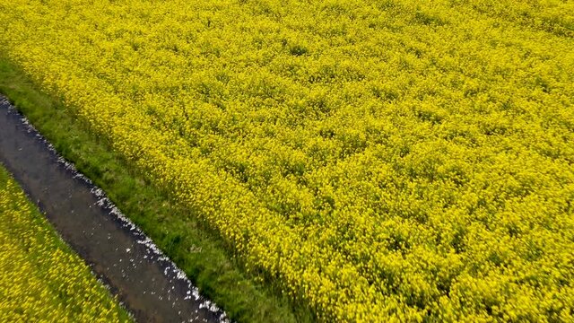 Colorfull tulip flower field from above