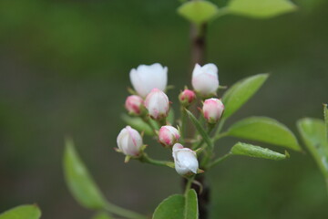 Fototapeta na wymiar apple tree flower