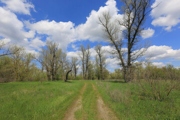 ground road in spring forest