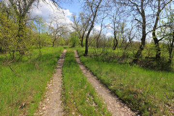 Fototapeta na wymiar rural road in spring grove