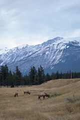 Elk grazing in the Canadian Rocky Mountains 