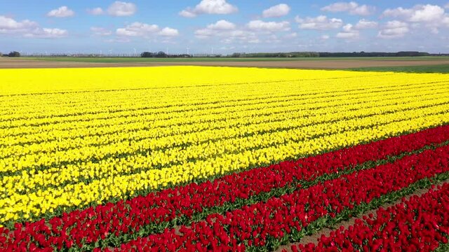 Colorfull tulip flower field from above