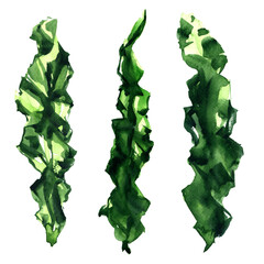 Green algae, alga, marine photosynthetic eukaryotic organisms, sea lettuce, Ulva lactuca, lactuca, green nori, object close-up, isolated, hand drawn watercolor illustration on white background