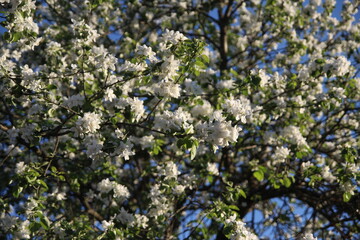 apple flower