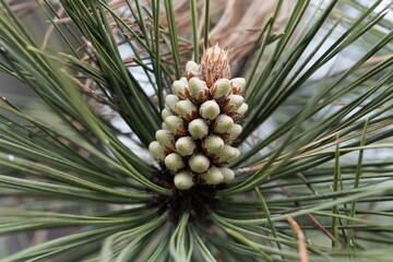 Flower of a bull pine, Pinus ponderosa