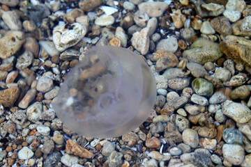 jellyfish on the beach