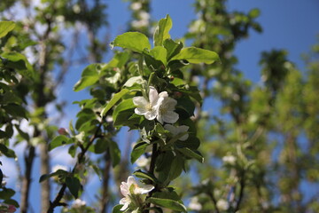 apple flower