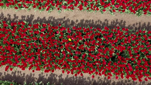 Colorfull tulip flower field from above