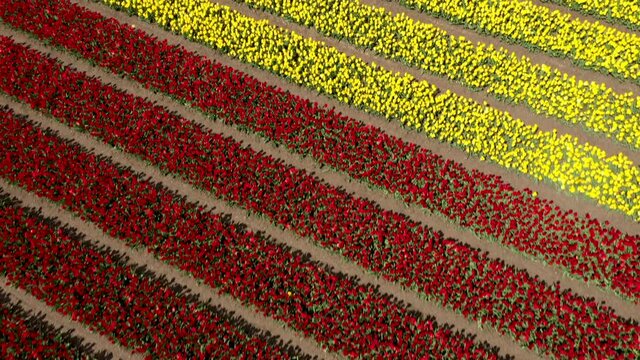 Colorfull tulip flower field from above