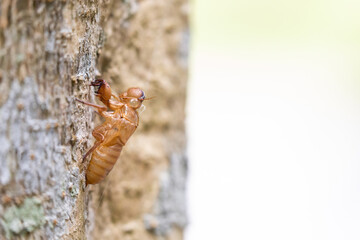 Cicada stains on tree