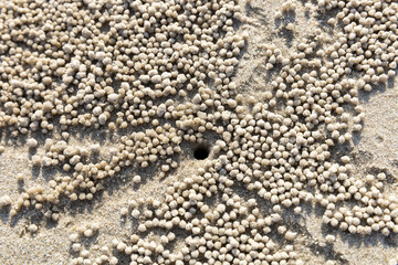 Ghost crab sand creature