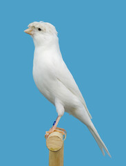 White canary bird perched in softbox