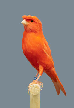 Red Canary