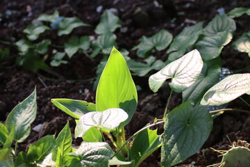 butterfly in the garden