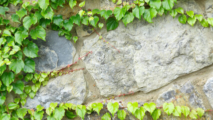 Photo of green leaves against old stone wall
