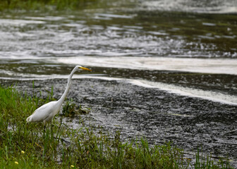 great blue heron