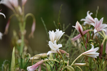 spring crocus flowers lily