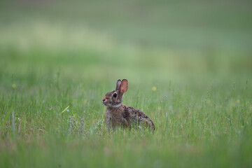 rabbit in the grass