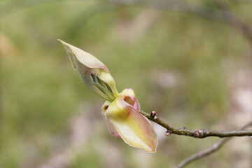 Short shoot of a shagbark hickory, Carya ovata