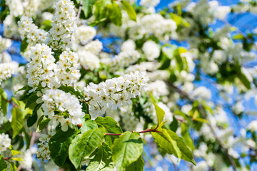 Beautiful flowering branches of Prunus padus, known as bird cherry, hackberry, hagberry, or Mayday tre