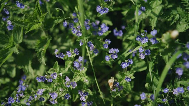 Beautiful little blue flowers grow among the grass. Shooting from above close-up