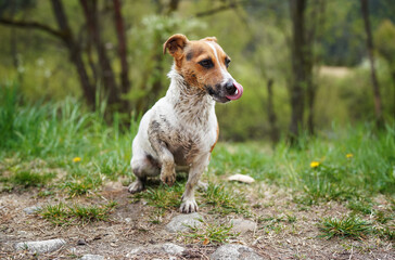 Small Jack Russell terrier sitting on ground, her fur very dirty, licking nose with tongue, grass and trees background