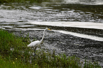 great blue heron