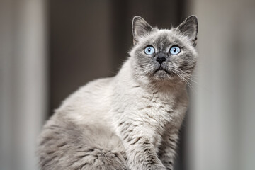 Fototapeta na wymiar Older gray cat with piercing blue eyes, sitting, shallow depth of field photo