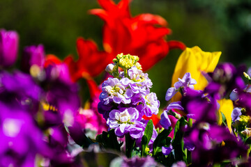 Beautiful flowers within Montreal's botanical garden