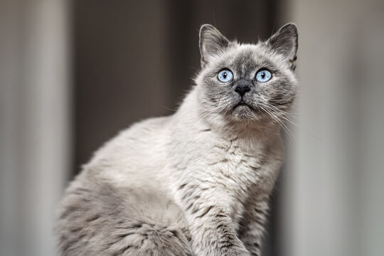 Older gray cat with piercing blue eyes, sitting, shallow depth of field photo
