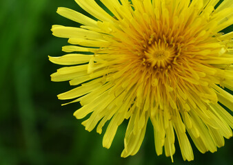 yellow dandelion flower