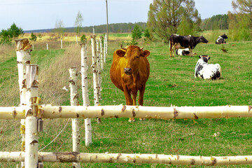 A herd of cows walks behind a fence without a shepherd. Innovation-Electronic Shepherd